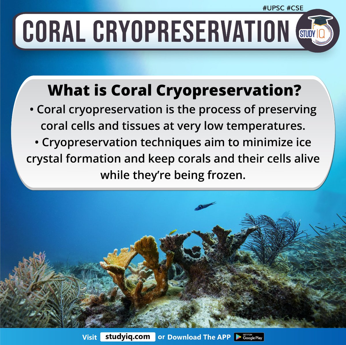 upsciq's tweet photo. Coral Cryopreservation

#coralcryopreservation #whyinnews #australia #greatbarrierreef #coralcells #tissues #cryopreservationtechniques #icecrystalformation #restorereefs #climatechange #frozencorals #biodiversity #cryomesh #cryoplates #meshtechnology #corallarvae #upsc #cse https://t.co/C2R7CmgQdG