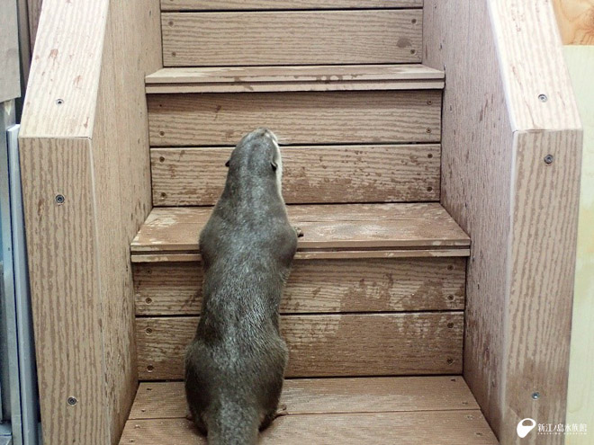 enosui_com's tweet image. 新しい階段を上って、もう少し…

えのすいトリーター日誌
enosui.com/diaryentry.php…
#コツメカワウソ