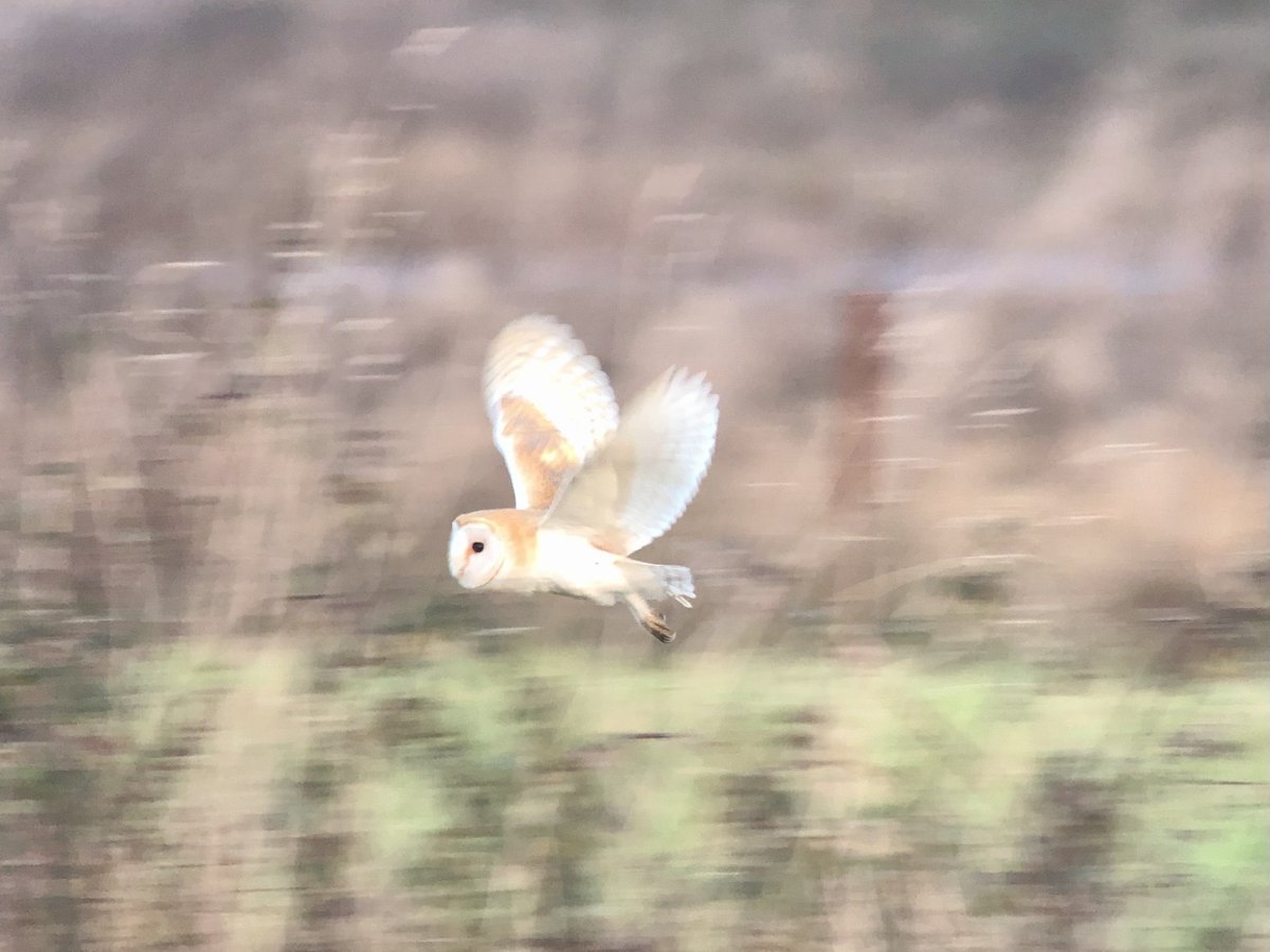 daveliverbirder's tweet photo. Dawn #poochmooch and #multitasking #birding at the fabulous Lunt LWT inc 2 Goosander, Water Rail, Woodcock, Marsh Harrier, Hen Harrier, Barn Owl, SEO, Kingfisher, Cetti’s, Stonechat. Why don’t I come here more often?! #ditchthepatch https://t.co/XsQ9IKgTtx