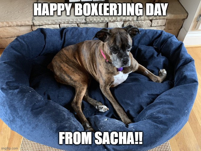 boxer_sacha's tweet photo. #BoxingDay #BoxerDay #BoxeringDay https://t.co/PYaawUVhAH