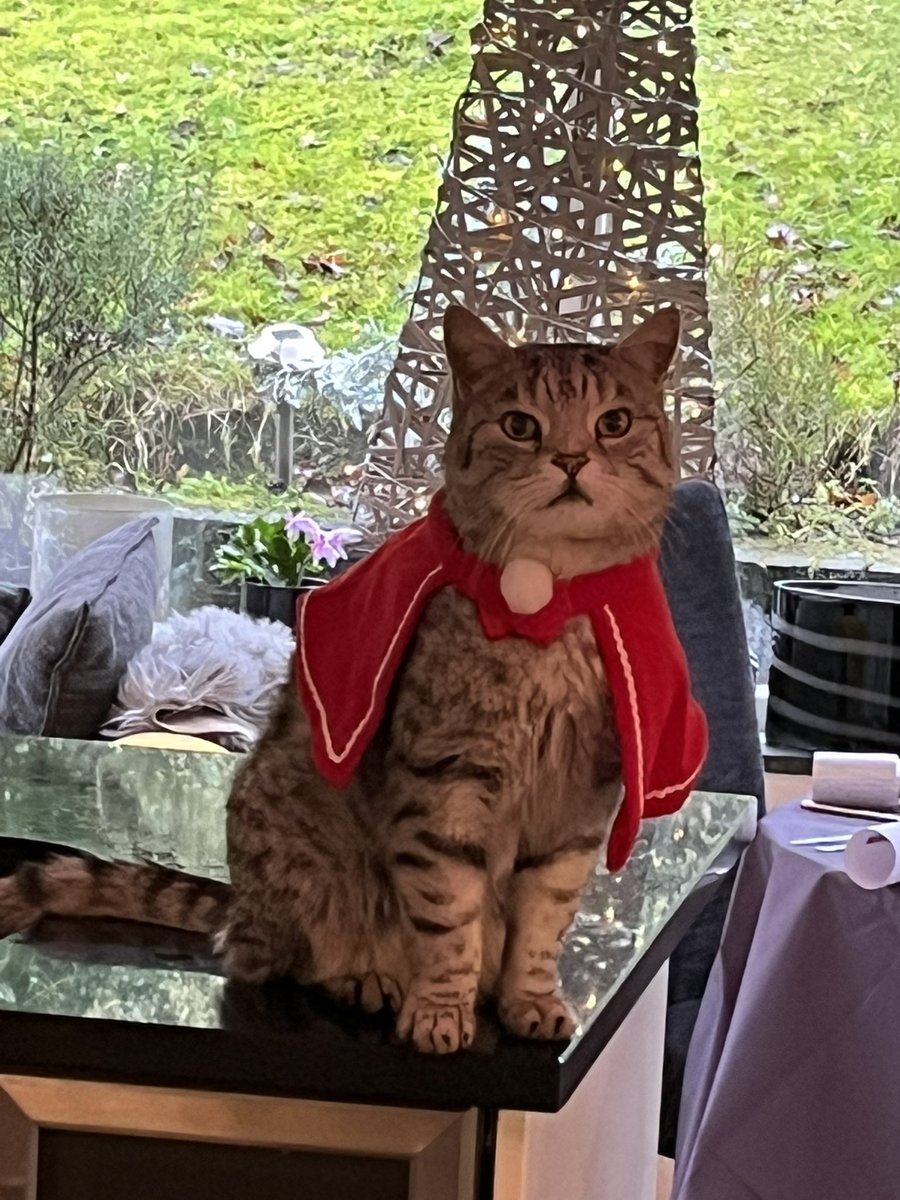 Maxsupercat1's tweet photo. Merry Catmas everyone! https://t.co/BuUdsGraXP