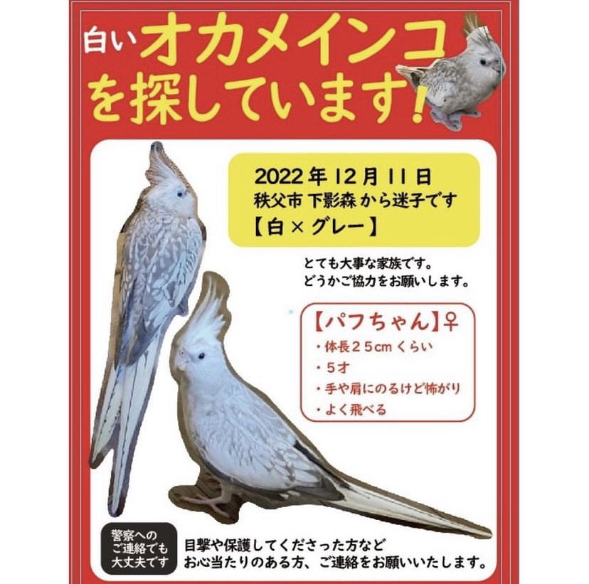 EBiDAN_12's tweet photo. #オカメインコを探しています 
#オカメインコ迷子  #拡散RT希望 
#迷子鳥  #迷子インコ #秩父市
#オカメインコ #探しています 
#パフちゃん #埼玉県 #関東 

知り合いの大切な大切なインコちゃん
パフちゃんが行方不明です😭🕊

県内関係なく拡散RTをお願いします🙏 https://t.co/RL0X7Byn8s