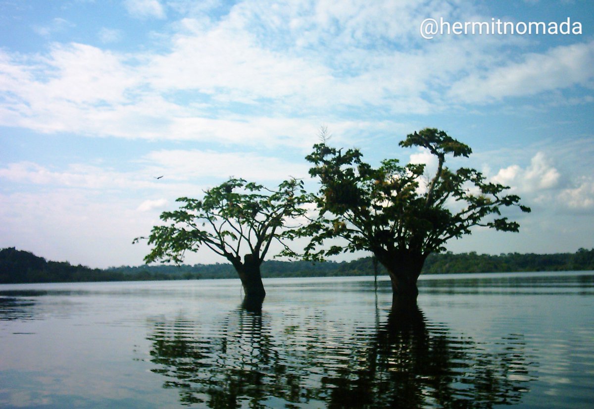hermitnomada's tweet photo. The Cuyabeno river, ("kindness river" in Siona-Secoya language) located in the province of Sucumbíos in #Ecuador is a woderful place for flora and fauna observation, nature photography, environmental interpretation, and of course #canoeing.

#NaturePhotography
#travel

📷 2007 https://t.co/92us5vQArK