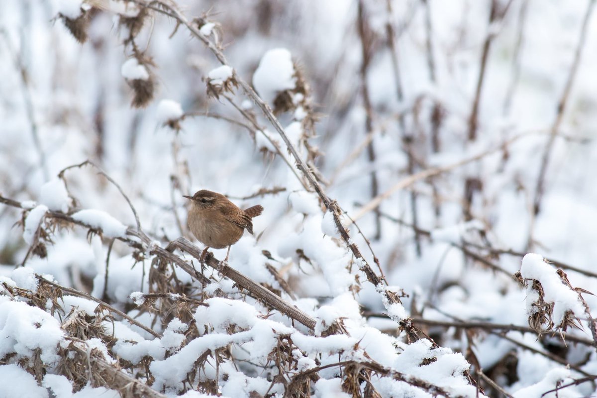From Everyone at the Bucks Bird Club, we hope you had a wonderful Christmas Day. On the 2nd day of Christmas we would love to give you a gorgeous Wren. Courtesy of <a href="/Fromanurbanlake/">Ashley Beolens 💙</a>