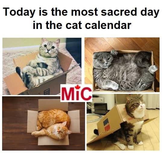 Happy Boxing Day to all my Canadian friends #CatsofTwittter