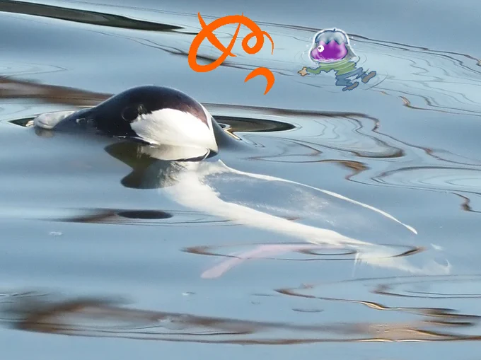 カメラマンも少なくなった頃だと思い、例のヒメハジロに会ってきました。水面の小さな虫も食べてました。 