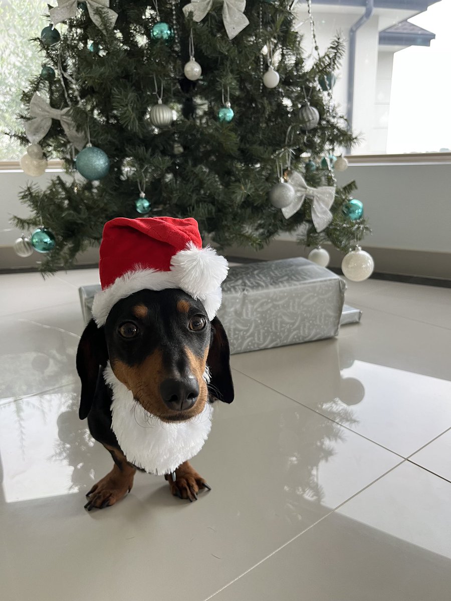 ParttimePleb's tweet photo. Itโs a little late, having switched off for a day or so. But Rocky would like to say hi. #sausagedogsofdoe #MerryChristmas https://t.co/Lbbqj9kVm5