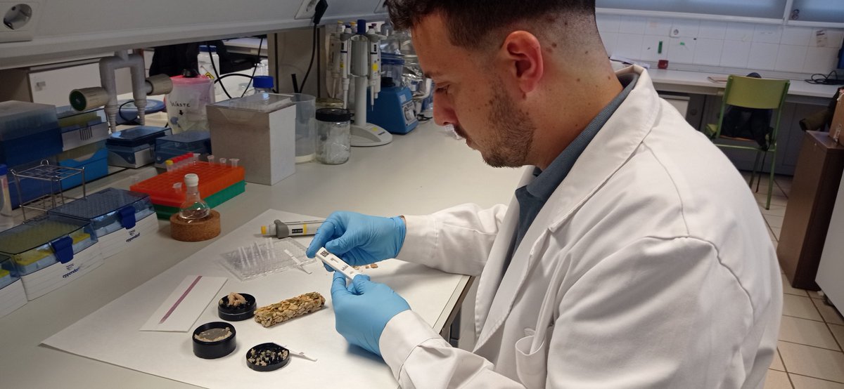 SergiMorais's tweet photo. Amadeo identificando la presencia de trazas de almendra y cacahuete mediante la tira reactiva. Se ha utilizado un molinillo para extraer los alérgenos. https://t.co/5Q46XoJsTi