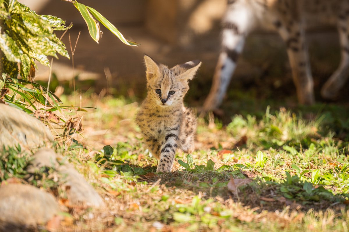 032mimion's tweet photo. 🐾

#サーバルキャット #サーバル
#多摩動物公園
#nikon #NICOSTOP #photography https://t.co/SXvd3VsrWO