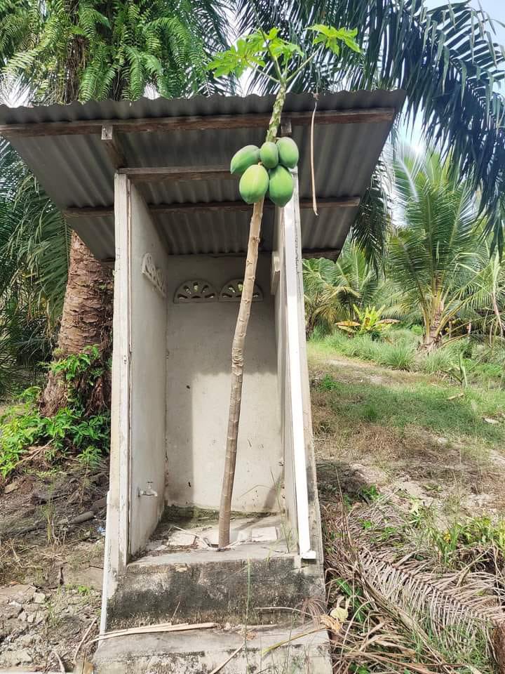 ShahimiSuhaili's tweet photo. Tempat aku berak dulu naik pokok guys…biar betik!!! https://t.co/D59Rds4sVS