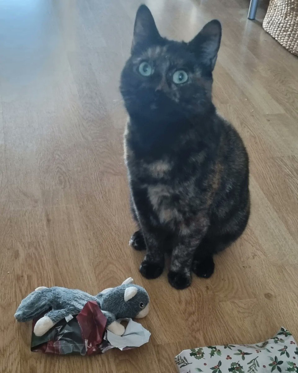 Karen_acts's tweet photo. 1st Christmas for Perdi here with me. We're playing with her toys, cuddling up watching films, and letting the world roll by without us for a while. Heaven.🩶 #Perdita #rescuecat #adoptdontshop #animalsamaritans https://t.co/PDEhwdsyF9