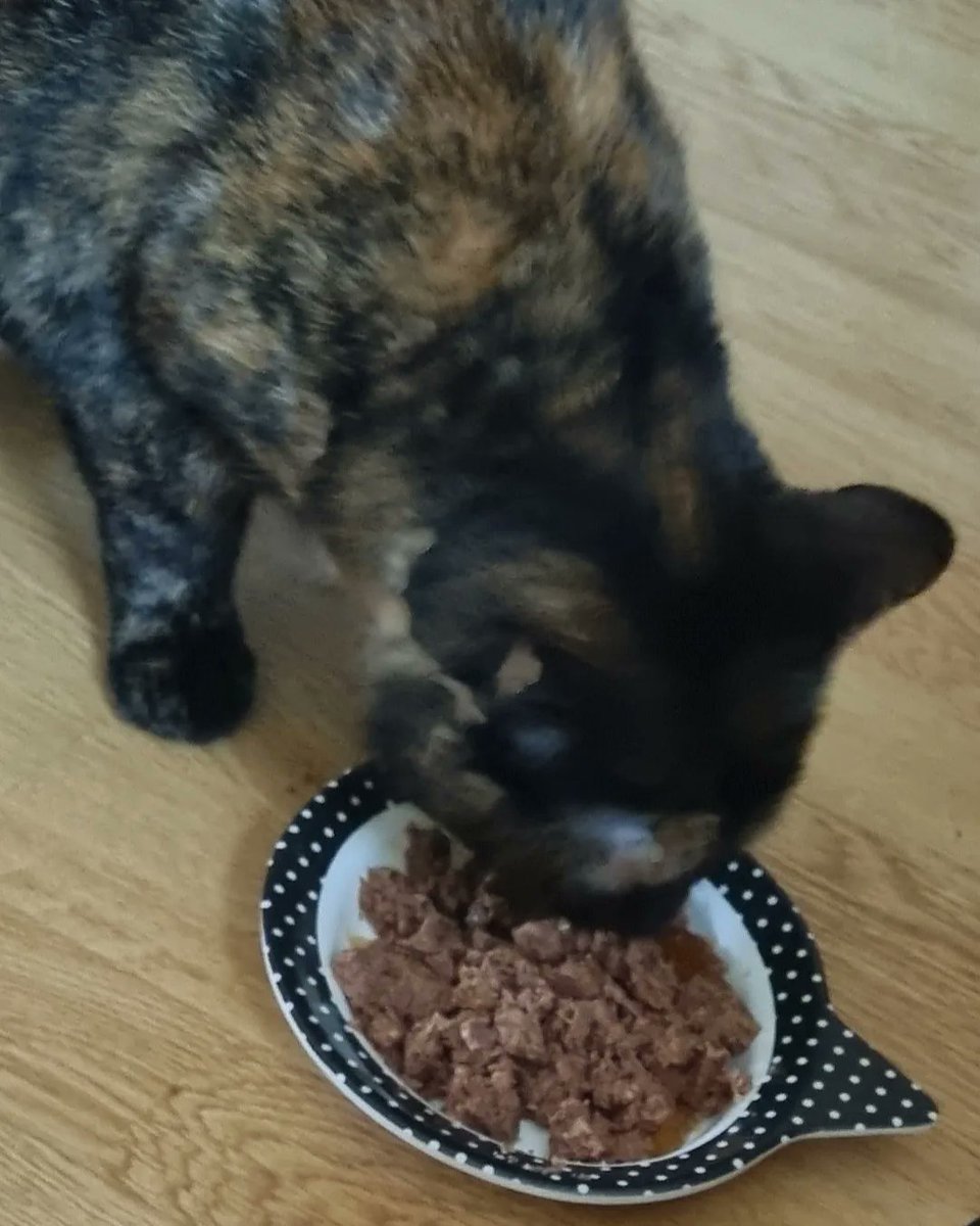 Karen_acts's tweet photo. 1st Christmas for Perdi here with me. We're playing with her toys, cuddling up watching films, and letting the world roll by without us for a while. Heaven.🩶 #Perdita #rescuecat #adoptdontshop #animalsamaritans https://t.co/PDEhwdsyF9