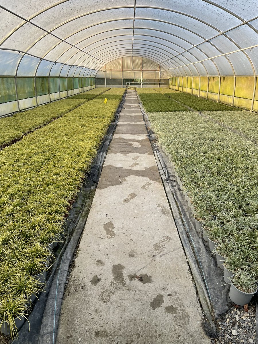 PatFitzGerald's tweet photo. Well done FitzGerald Nurseries teams for making this young plant production happen in 2022 for delivery to nurseries all over Europe and beyond in 2023. https://t.co/MXlhidid3K https://t.co/VLx4HEUfy7 #EverColor #plants #urbandesign #urbanlandscape #plants #sustainability https://t.co/JDJ52IzkAL