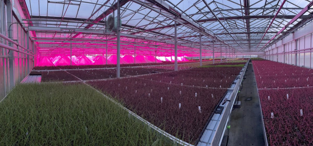 PatFitzGerald's tweet photo. Well done FitzGerald Nurseries teams for making this young plant production happen in 2022 for delivery to nurseries all over Europe and beyond in 2023. https://t.co/MXlhidid3K https://t.co/VLx4HEUfy7 #EverColor #plants #urbandesign #urbanlandscape #plants #sustainability https://t.co/JDJ52IzkAL