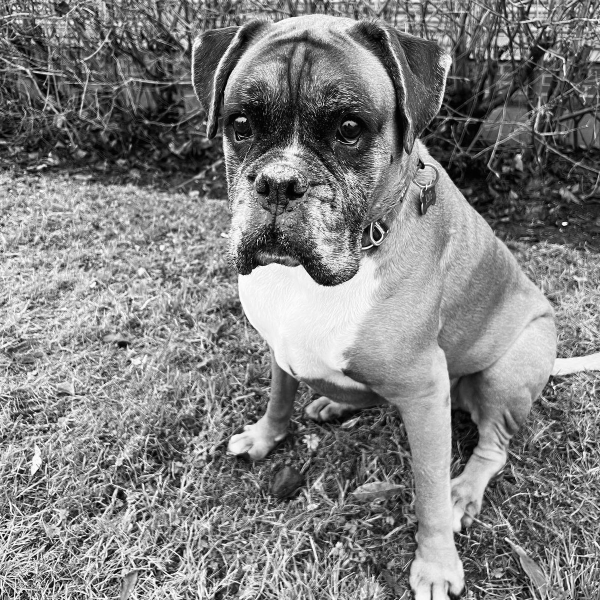 At this point I’ve basically turned into a block of cheese. Boxing Day walks with this old boy to make some space for round two of the festivities 🐾