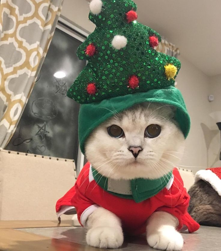 Merry Christmas 🎄✨

-from baby sachie❤️