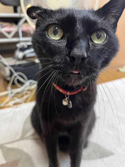 えっ?うちのねこかわいいな? 