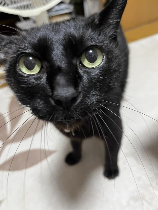 えっ?うちのねこかわいいな? 