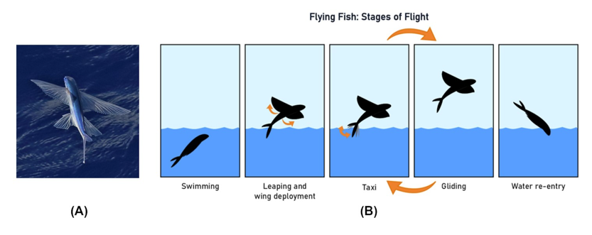 An Adaptable Flying #Fish #Robotic Model for Aero- and #Hydrodynamic Experimentation 

by Saro-Cortes, @FlammangLab , et al

doi.org/10.1093/icb/ic…

"The first half of this paper details the design and validation of a modular flying #fish inspired robotic model #organism (RMO).