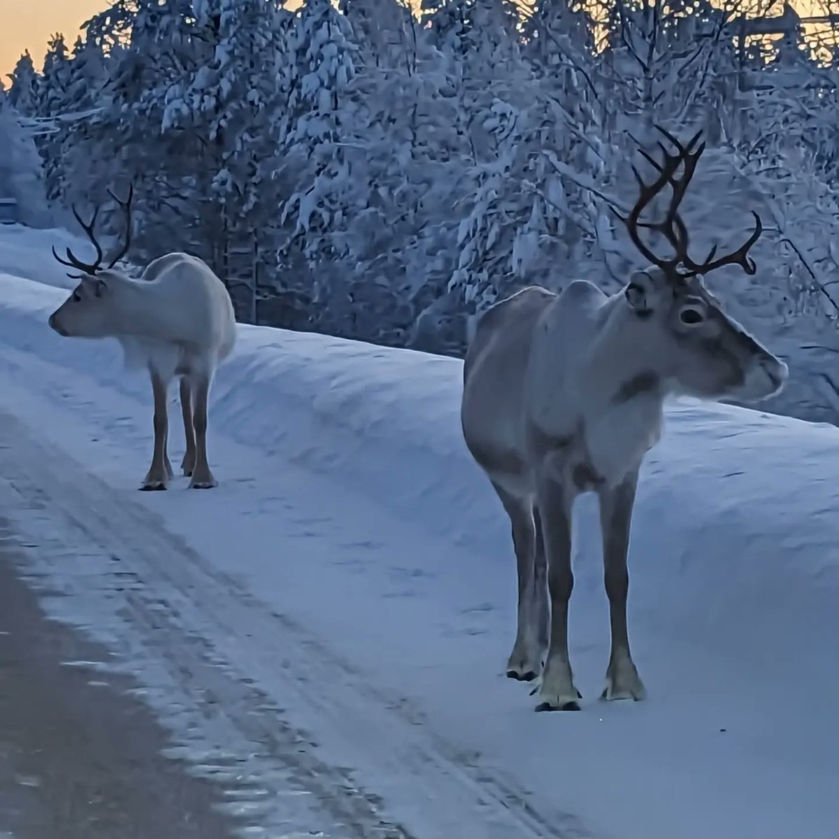 Magical Christmas in Lapland. Happy Boxing day everyone