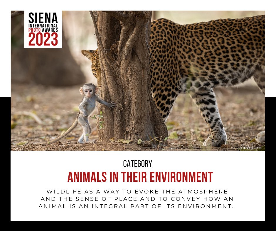 SIPAContest's tweet photo. Imagine yourself a winner! Enter now & join the World of Imagination: https://t.co/xSbw6iZi8K
#Sienawards #sipacontest #photocontest https://t.co/omqc2p4uAe