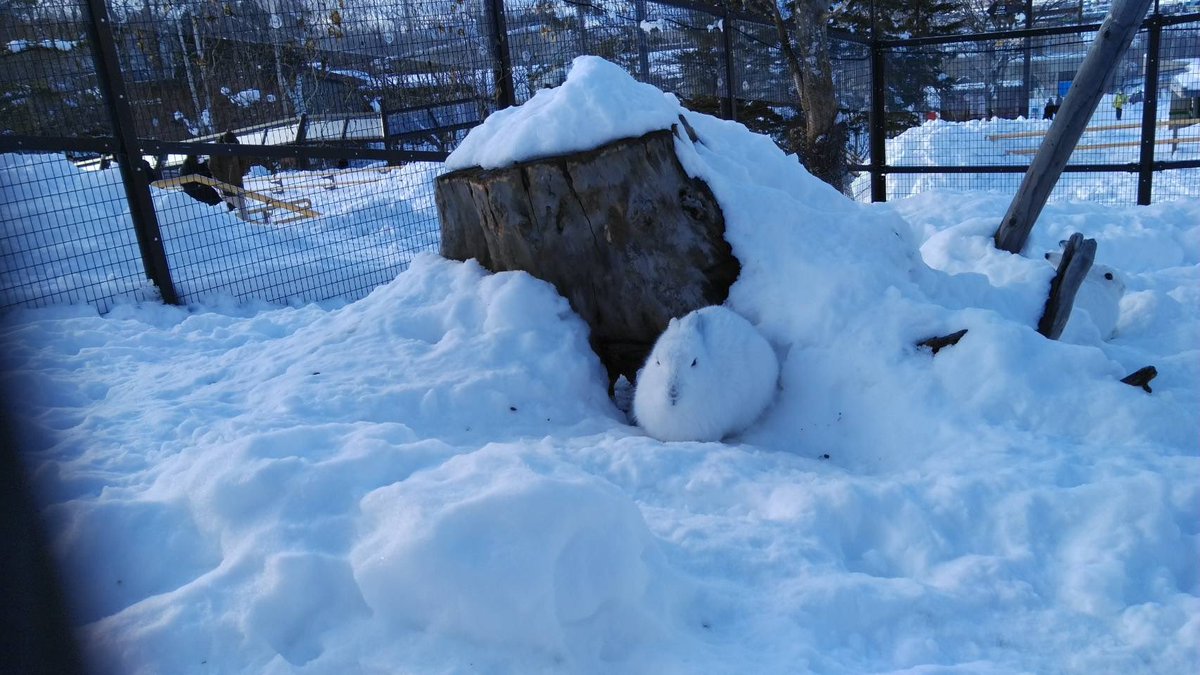 本日のエゾユキウサギ❄️

#旭山動物園　#asahiyamazoo
#エゾユキウサギ　#mountainhare
#ゆっくりロード　#園長撮影