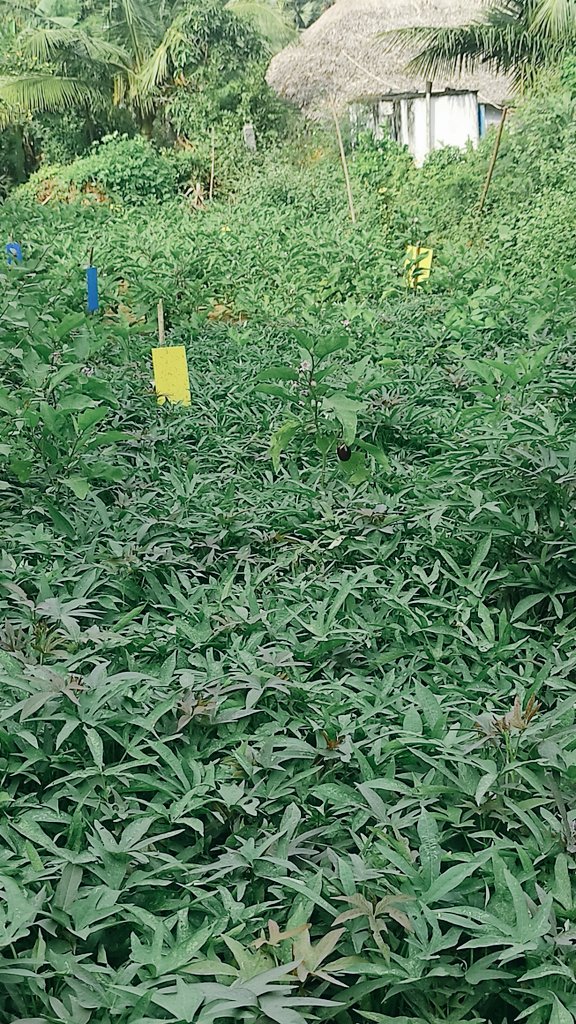 PeetaSrinivasa's tweet photo. #MotherNature both r together, my Mother wants 2 reacreate the beauty of nature by using #Intercroping system in brinjal along with sweet potato,Tomato & Red gram.l
With less pest attack we have observed so far.
Feeling happy @APZBNF @EOA_Ethiopia @vijaythallam @rickykej https://t.co/n0bE57P007