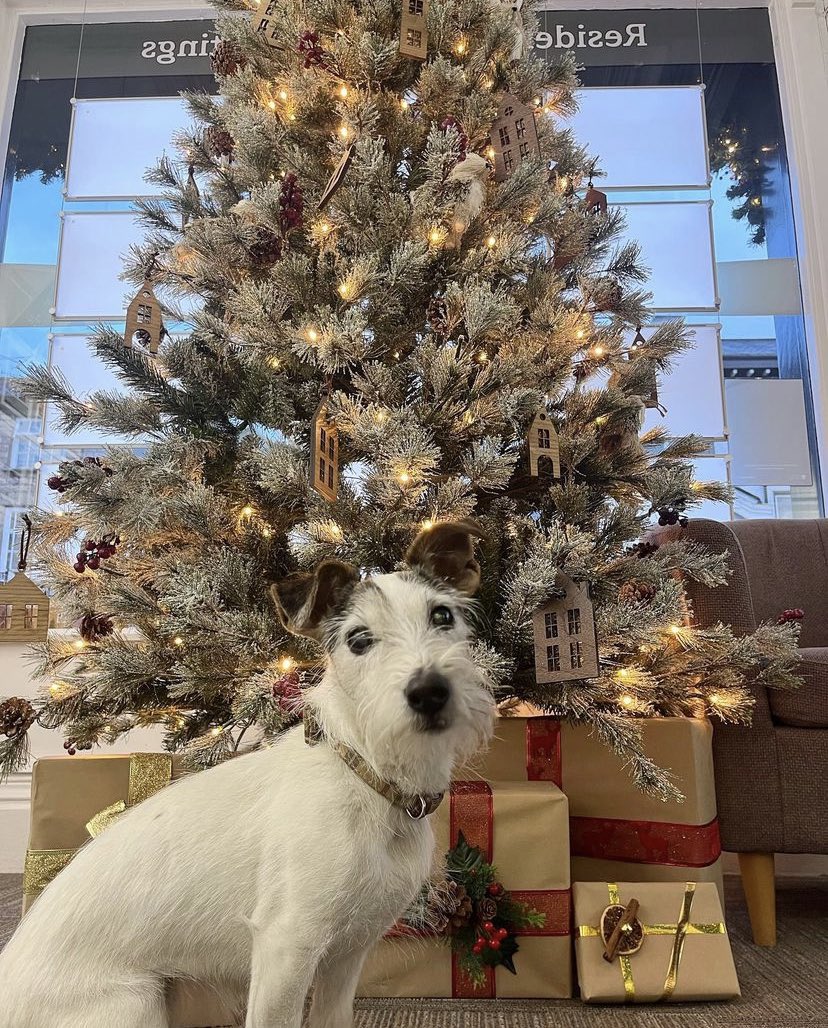 Ruby is well and truly ready for Santa tomorrow! Do we think she’s on the naughty or nice list? 🎅🏻📜

#Christmas #Officedog #Naughtyornice #Kendal #Southlakes #Cumbria #Lakedistrict #Sales #Lettings