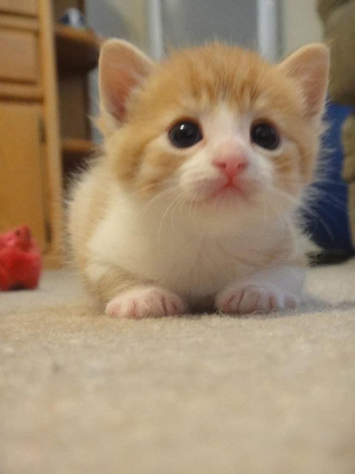 good’ morninge #humtwt,,, how yuor eep,?