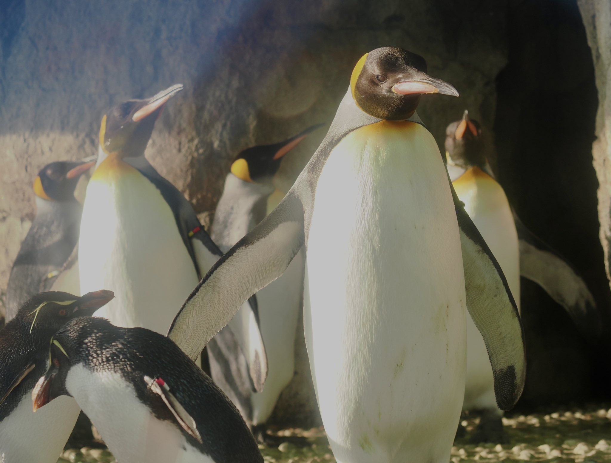 クラシック 新品 未使用 ミナミイワトビペンギンの3d壁掛け アート 写真 Atendemostullamado Jalisco Gob Mx Atendemostullamado Jalisco Gob Mx