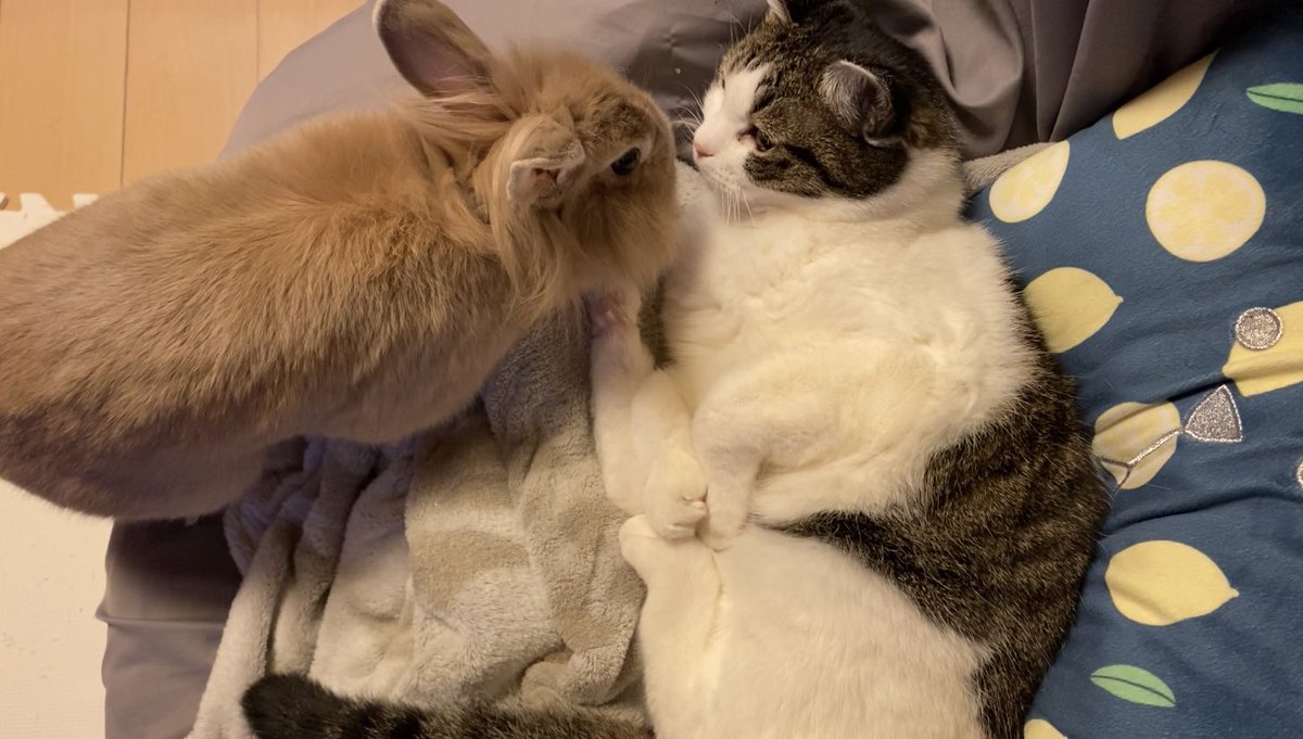 #ねことうさぎ
#ねこ
#うさぎ