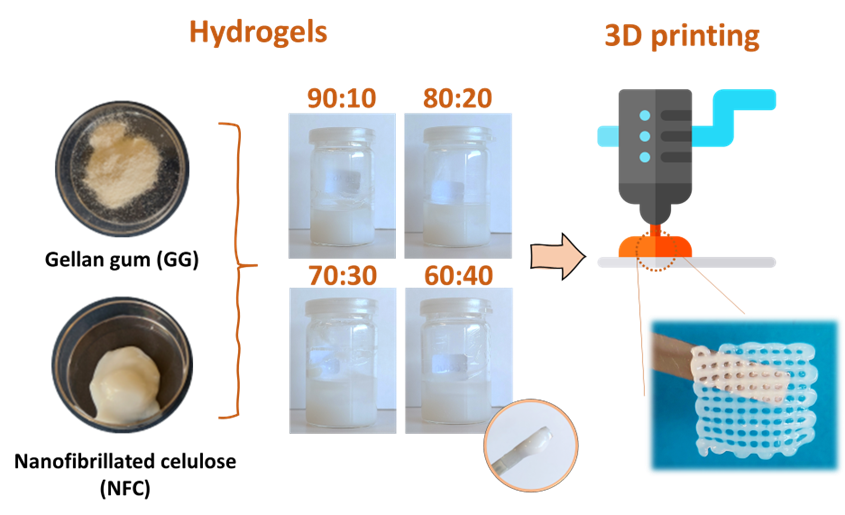 Check out our latest paper on International Journal of Biological Macromolecules about nanofibrillated cellulose/gellan gum hydrogel-based bioinks for 3D bioprinting of skin cells.

Congratulations to the authors!
sciencedirect.com/science/articl…