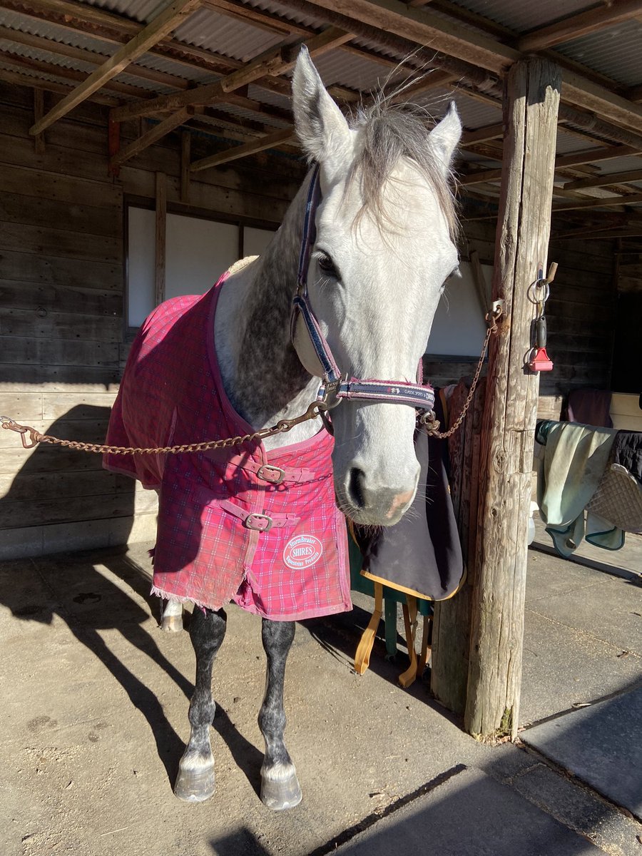 リツイートさせてください。プラチナムバレットさん、元気そうで何よりです😭私は出資馬ではなかったけど、このお姿見れて泣けてきた。