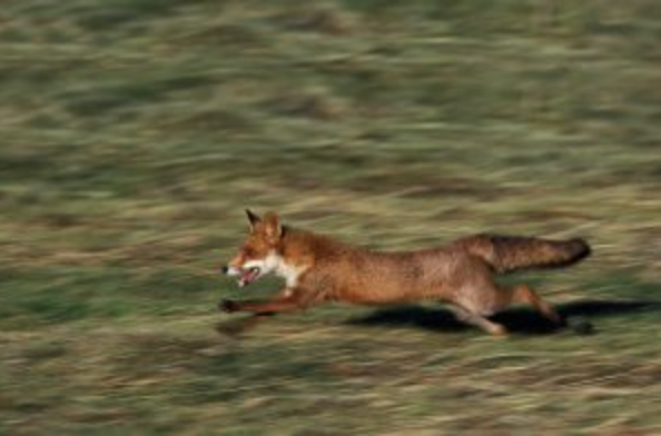 Protect the Wild tweet media