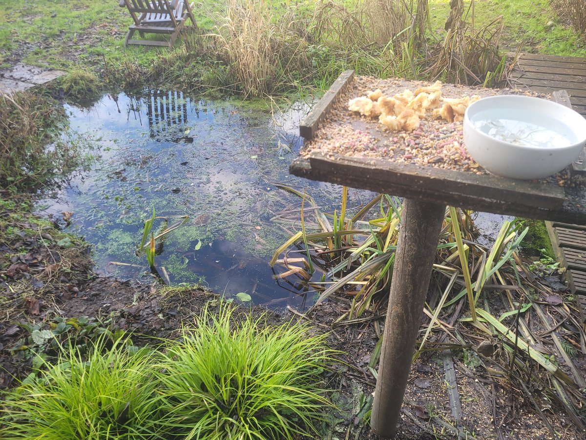 Pocolow's tweet image. Nothing goes to waste when you have a #birdtable ...These  stale #croissants won't last long..#wildlife #pond