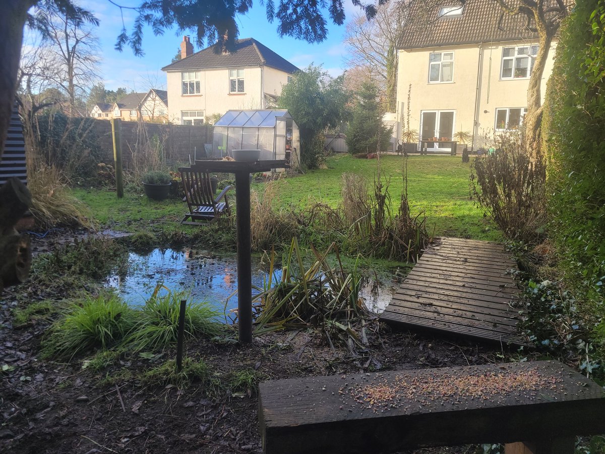 Pocolow's tweet image. Nothing goes to waste when you have a #birdtable ...These  stale #croissants won't last long..#wildlife #pond