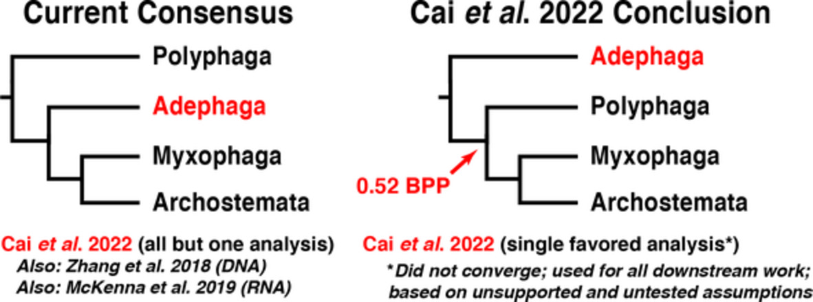 #Systematic #bias and the #phylogeny of #Coleoptera—A response to #Cai et al. (2022) following the responses to Cai et al. (2020)

resjournals.onlinelibrary.wiley.com/doi/10.1111/sy…

#comparative #phylogenetics #compositional #heterogeneity #model #testing #paleontology #Phylogenomics