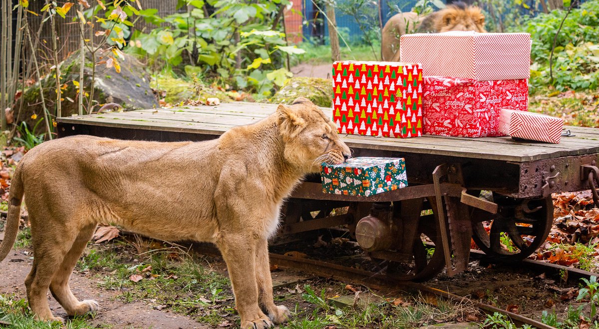 ZSL London Zoo on Twitter " Happy Boxing Day! We’re back open and