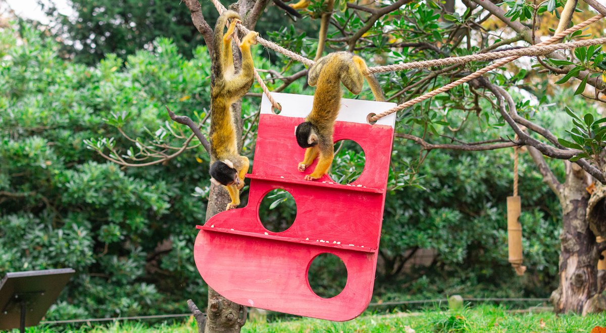 ZSL London Zoo on Twitter " Happy Boxing Day! We’re back open and