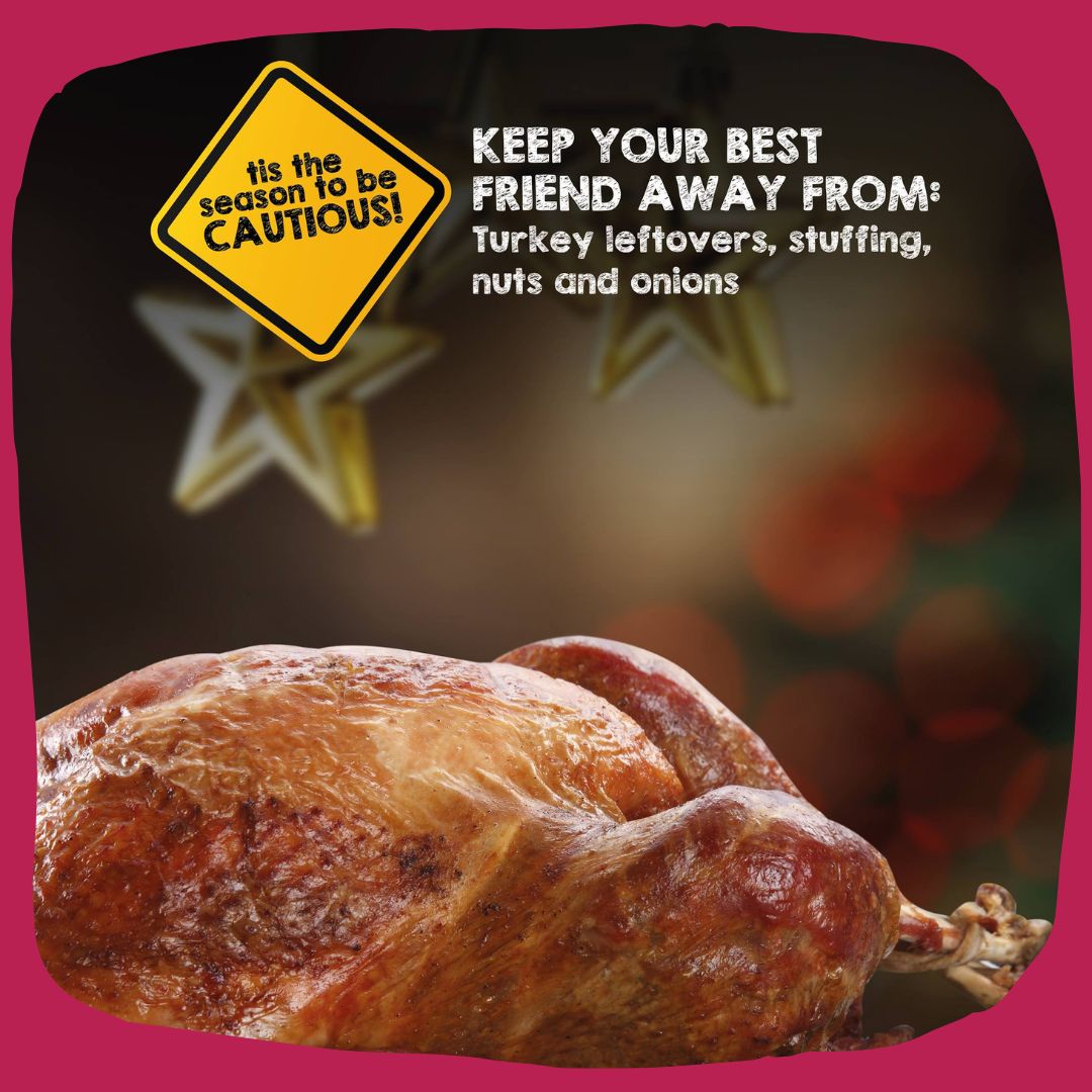 Leftovers are so delicious after Christmas but be careful if you feed any to your dog. It could be packed with onions and raisins, which are poisonous to doggos!

Never feed your any meat from a cooked bone to your dogs or cats. Cooked bones can splinter and cause serious harm.