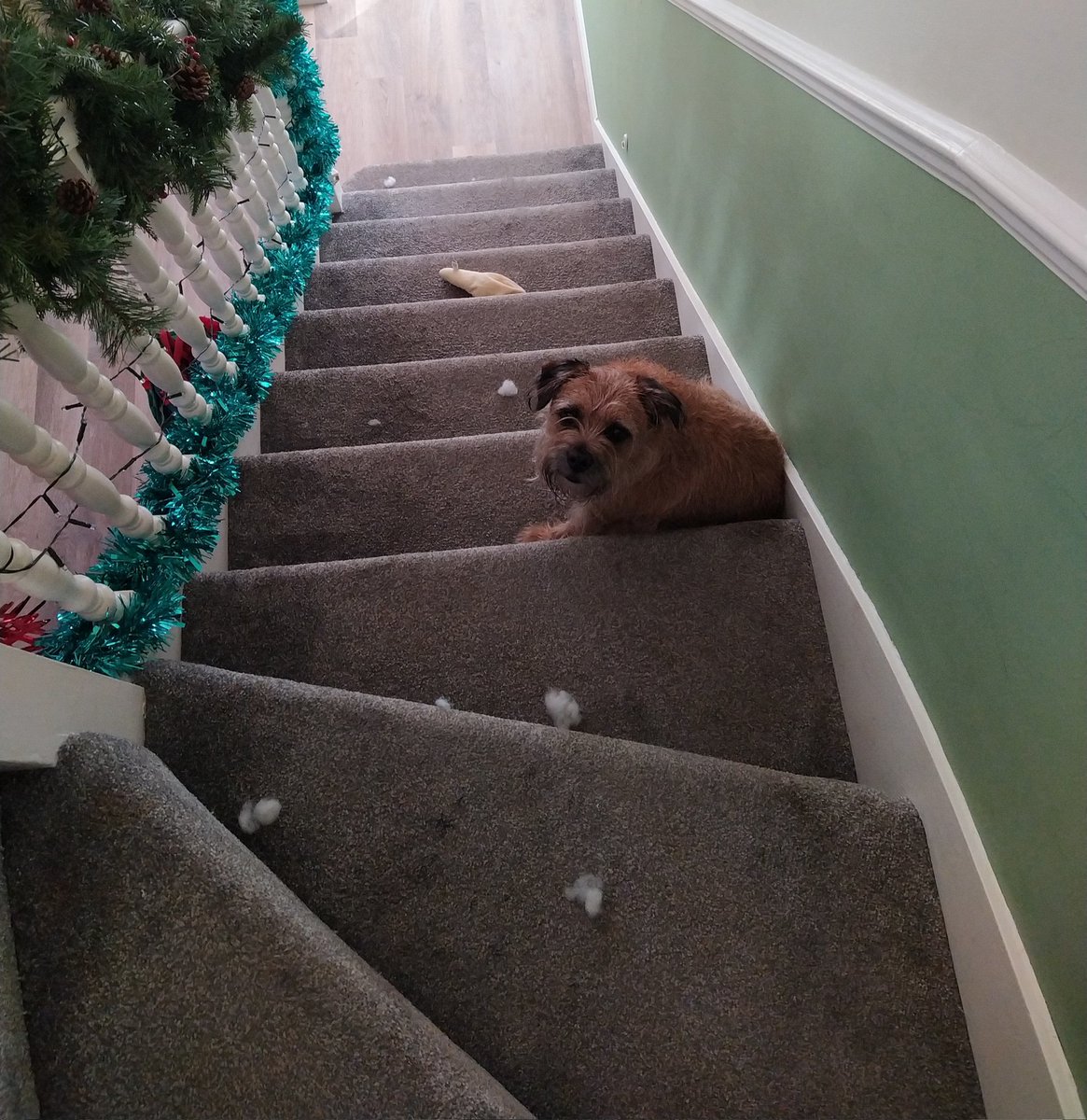 ScurvyDogBT's tweet photo. It wozn't me, mum. I wuz just taykin it upstairs wen it pooped owt all dis stuff. I finks yooz need to brush up on yor howse traynin skilz https://t.co/kk8TmUNiVb