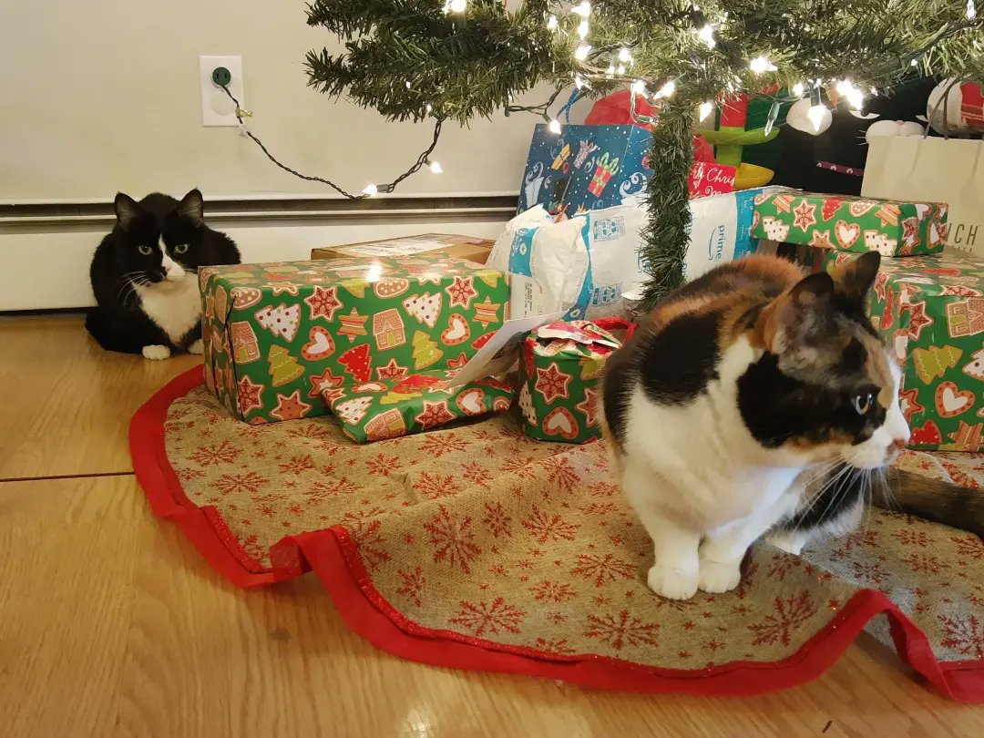 TamadoriC's tweet photo. There is still time to menace the Christmas Tree friends 🎄😹
#tamadoricollection #tuxedocat #catsofinstagram #catoftheweek #bestmeowdel #catsofamerica #catsofboston #catlover #calicocat #calicoville #tuxedofeatures #catlife #caturday https://t.co/Jc5JKMbcAk