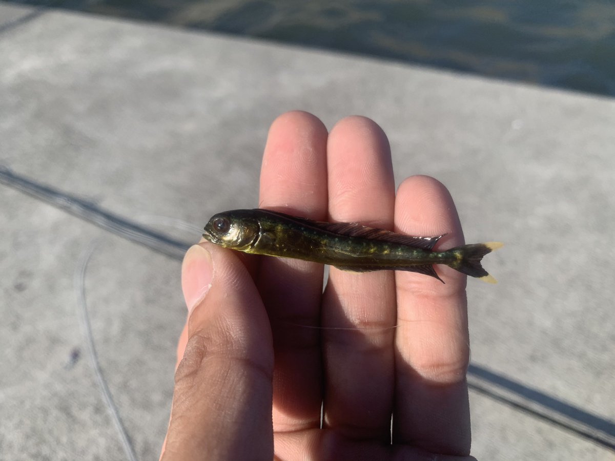 hiroRS1's tweet photo. #今年のベスト釣果を4枚で振り返る

　#SWFF(saltwater fly fishing)

日本での釣り納めのランカーシーバス
地元でまさかのマツダイ
ポロポロ落としまくった小物釣り
これも地元でまさかのシイラの子 https://t.co/r0PGqblKGj