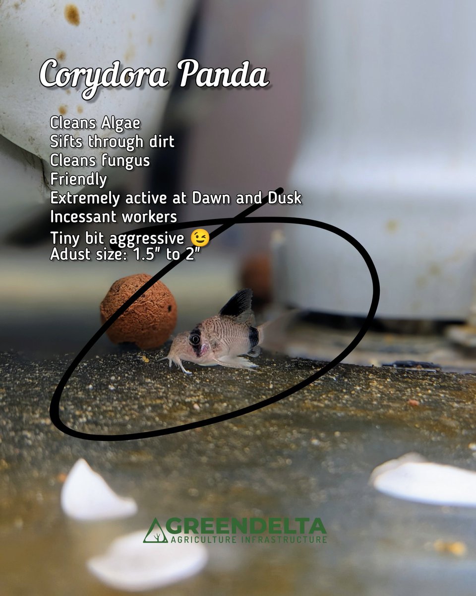 greendeltaforce's tweet photo. A very active fish. Suitable for community tanks. It gets frisky at dawn and dusk. Quietly goes about sifting through the substrate. The pygmy variety is something I ❤️😂.. it's so active and moves like thunder!
#aquarium #corydora #greendelta https://t.co/8Kaa5sYXJp