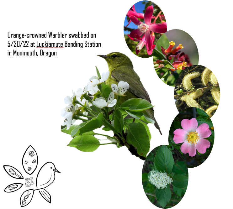 Songbirds as Pollinators: the SaP Project tweet media