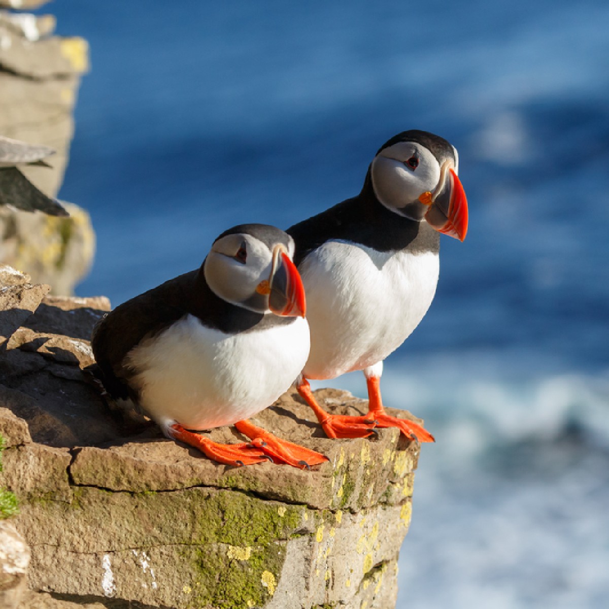 These little Puffins hope you have had a very cozy Christmas Day!