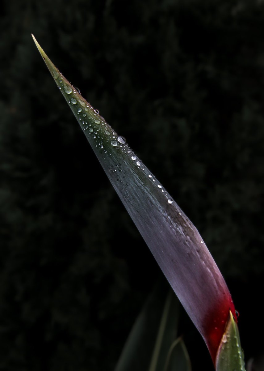 AdmiredArt tweet media