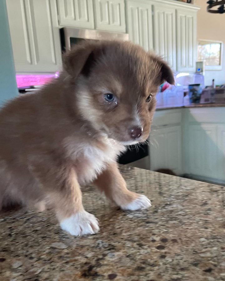 PTNelson's tweet photo. Christmas Puppies! 🎅🐶This litter is from my son’s Aussies. They are ready for their new forever homes! #aussie #puppies https://t.co/BB9FyEBXD1
