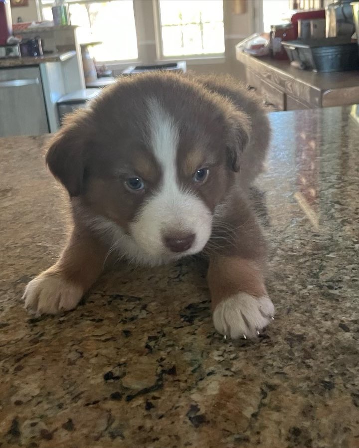PTNelson's tweet photo. Christmas Puppies! 🎅🐶This litter is from my son’s Aussies. They are ready for their new forever homes! #aussie #puppies https://t.co/BB9FyEBXD1