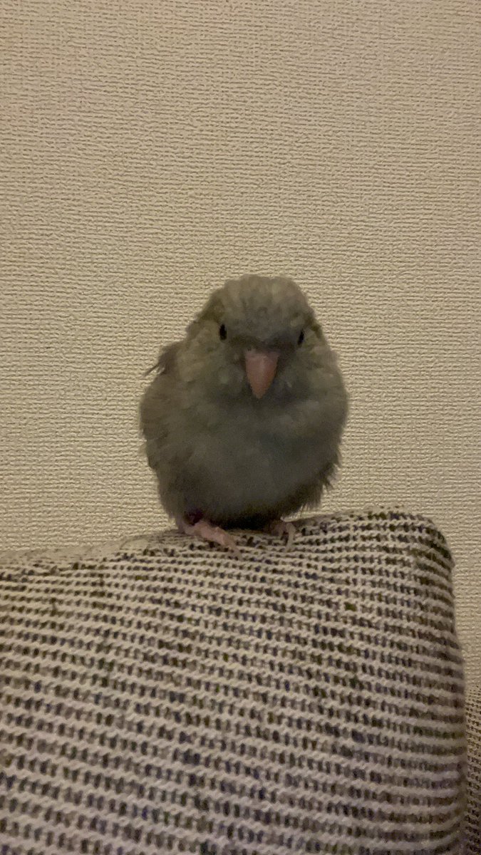 uta_uta_7's tweet photo. 可愛いんだから！ https://t.co/bFlXik8Wn9